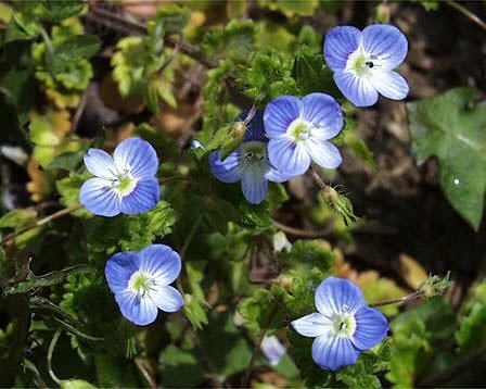 造花 ホシノヒトミ 1 オオイヌノフグリの別名はホシノヒトミ