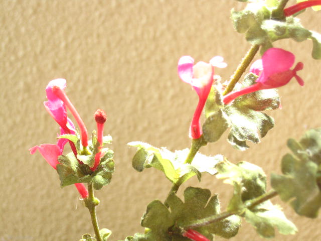 造花　ホトケノザ　仏花・墓花