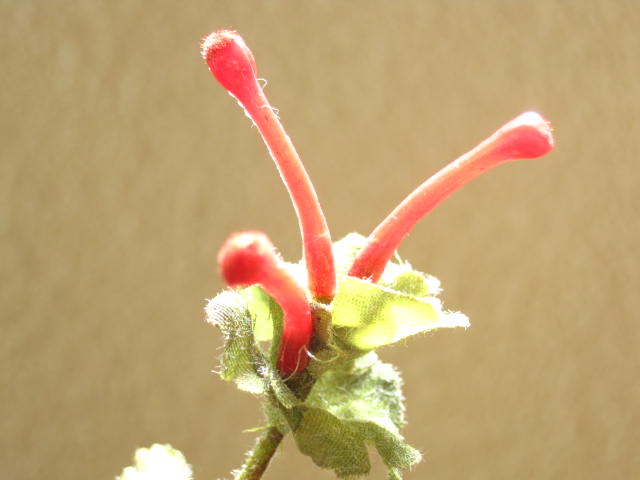 造花（シルクフラワー）　仏花・墓花用　ホトケノザ