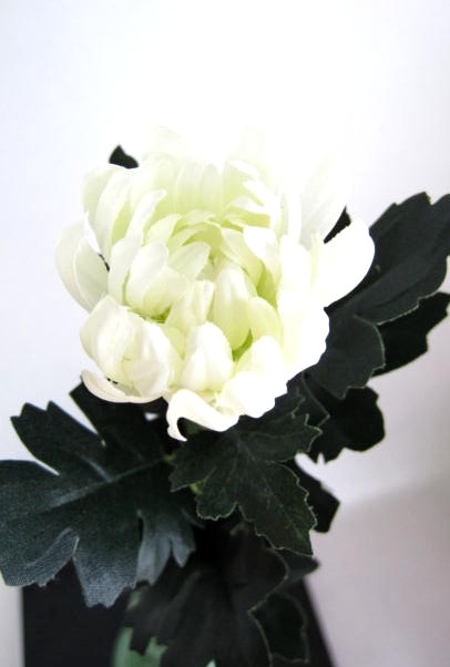 造花　菊（マム）　大輪　白　アップ