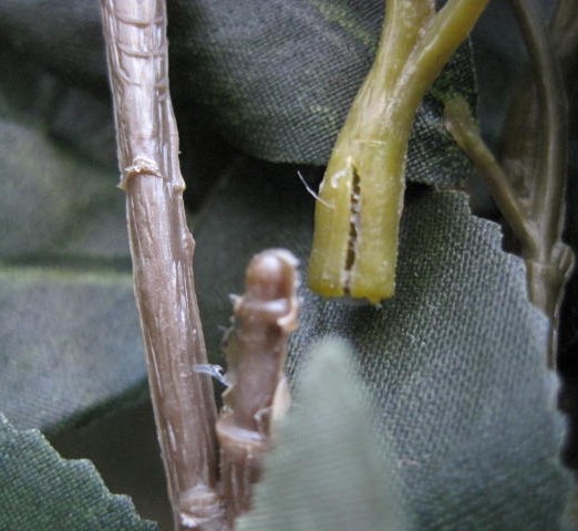 ラスカス　枝