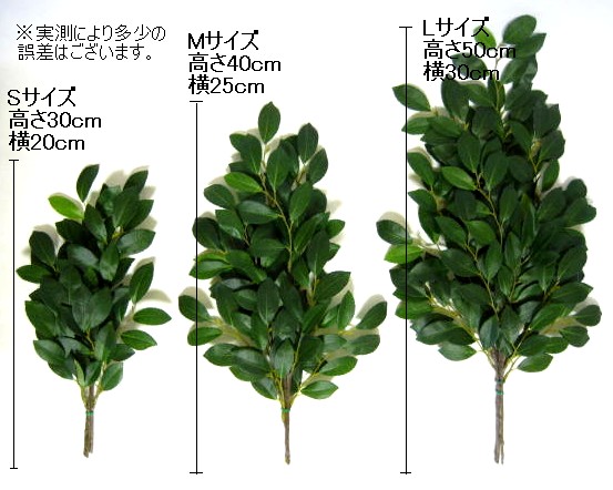 ヒサカキ（シャシャキ、ビシャコ、シバ、ハナシバ、ヒメサカキ）　大きさ比較